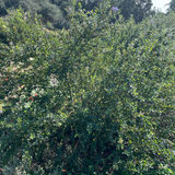Green bush in a garden setting with trees and plants in the background