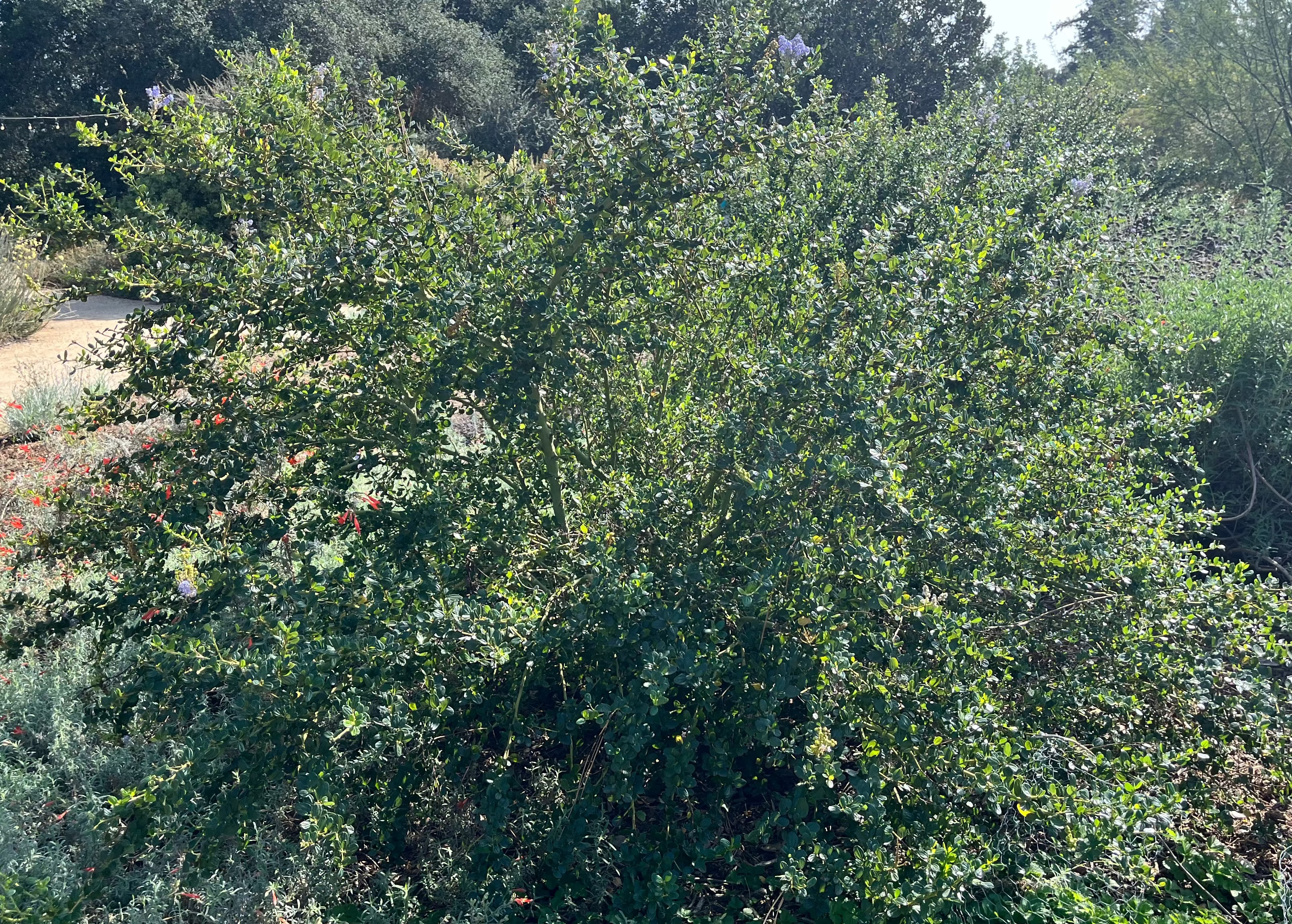 Green bush in a garden setting with trees and plants in the background