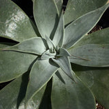 Canyon Dudleya - Dudleya cymosa