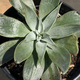 Canyon Dudleya - Dudleya cymosa