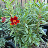 Fiesta Marigold Jelly Bean Monkeyflower - Diplacus Jelly Bean 'Fiesta Marigold'