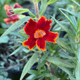 Fiesta Marigold Jelly Bean Monkeyflower - Diplacus Jelly Bean 'Fiesta Marigold'