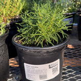 Green Santolina - Santolina virens