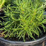 Green Santolina - Santolina virens