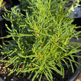 Green Santolina - Santolina virens