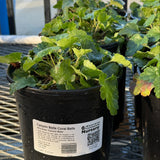 Canyon Belle Coral Bells - Heuchera 'Canyon Belle'