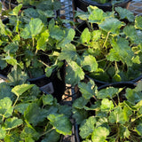 Canyon Belle Coral Bells - Heuchera 'Canyon Belle'