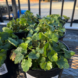 Canyon Belle Coral Bells - Heuchera 'Canyon Belle'