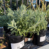 Goodwin Creek Lavender - Lavandula 'Goodwin Creek'