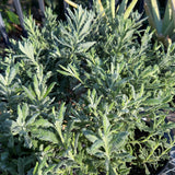 Goodwin Creek Lavender - Lavandula 'Goodwin Creek'