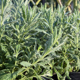 Goodwin Creek Lavender - Lavandula 'Goodwin Creek'