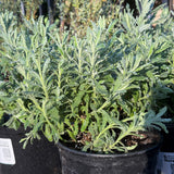 Goodwin Creek Lavender - Lavandula 'Goodwin Creek'
