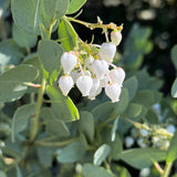 Big Berry Manzanita - Arctostaphylos glauca