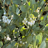 Big Berry Manzanita - Arctostaphylos glauca