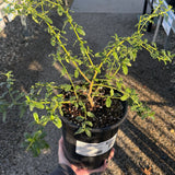 Joyce Coulter Ceanothus - Ceanothus 'Joyce Coulter'