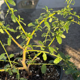 Joyce Coulter Ceanothus - Ceanothus 'Joyce Coulter'