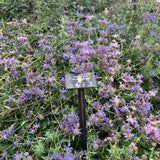 Allen Chickering Sage - Salvia 'Allen Chickering'