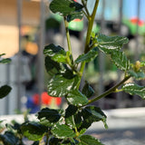 Close-up of green leaves with a blurred background