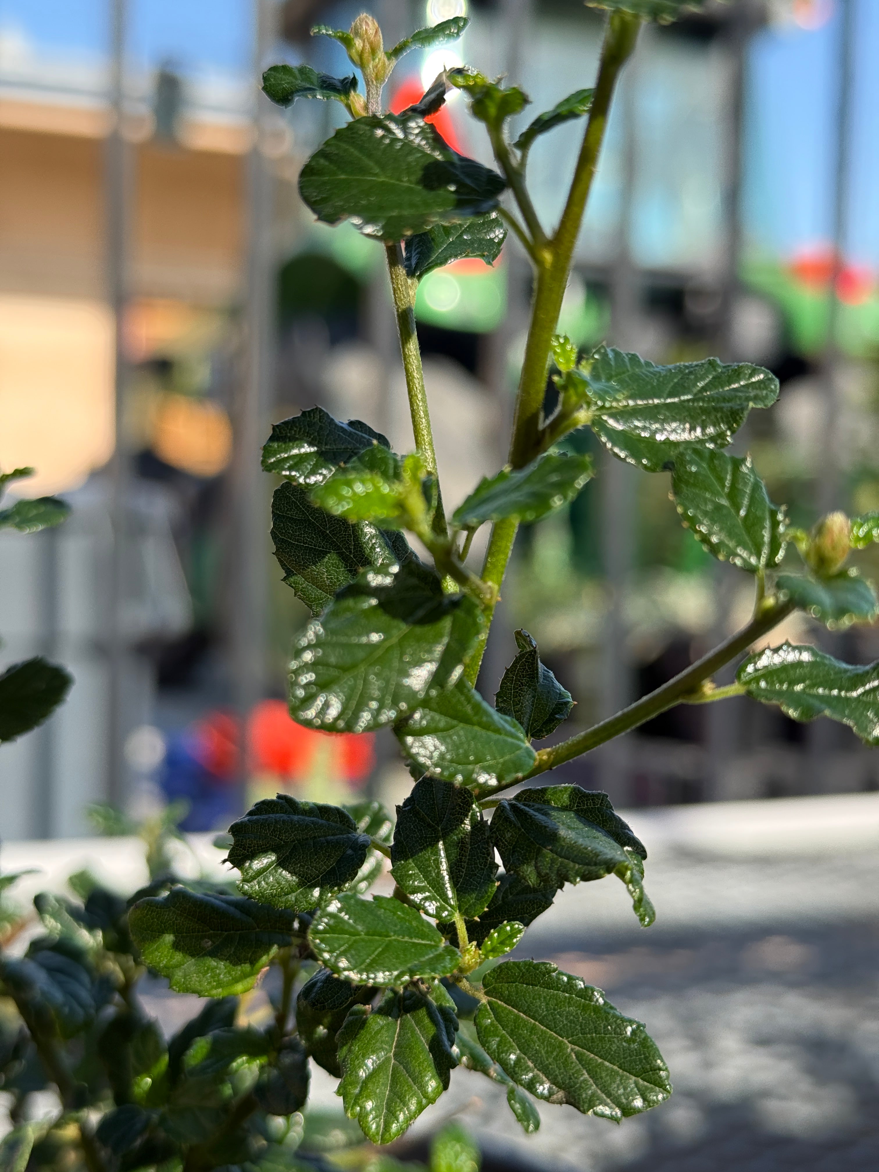 Close-up of green leaves with a blurred background