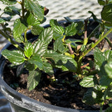Potted plant with green leaves in a pot against a blurred background