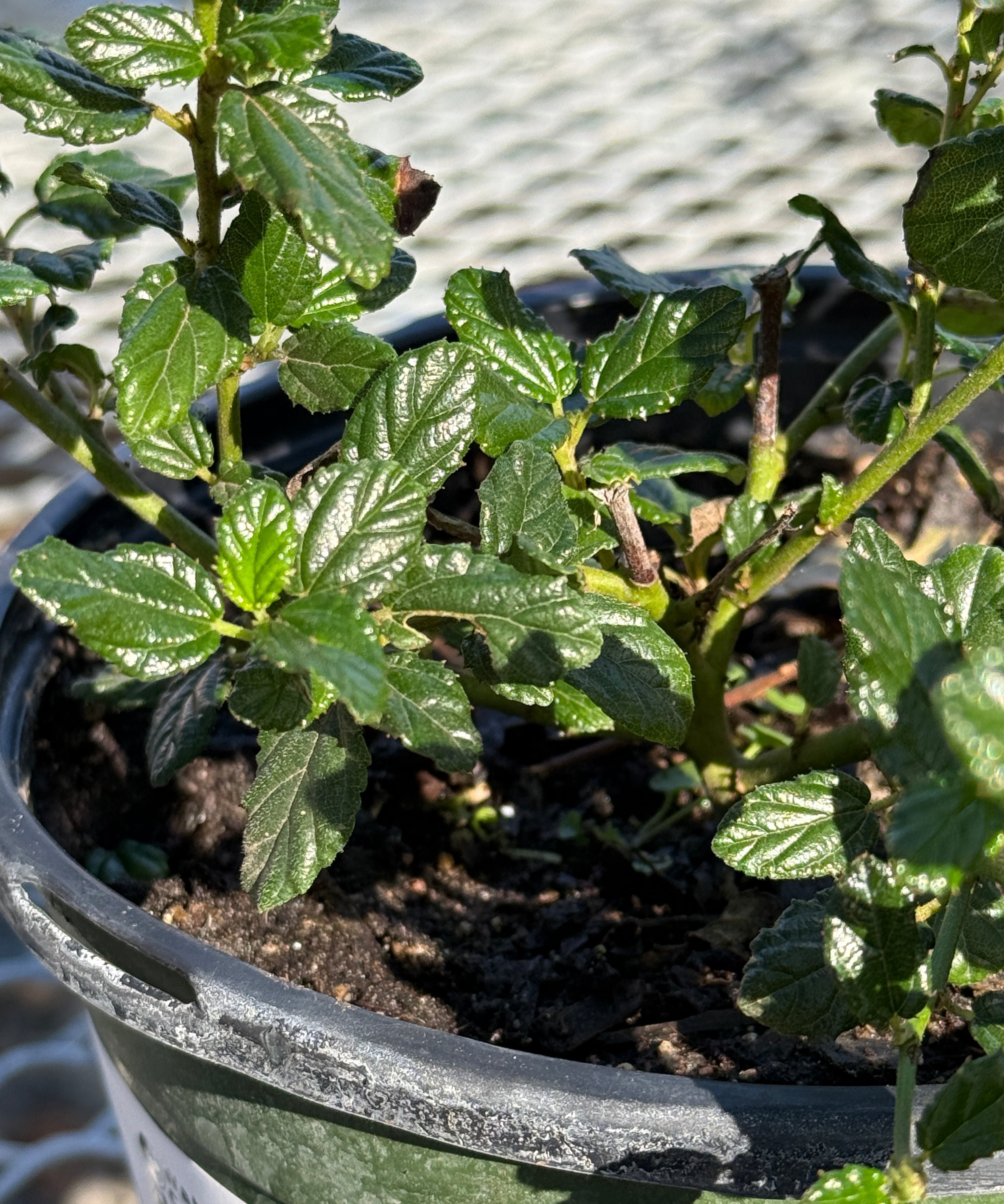 Potted plant with green leaves in a pot against a blurred background