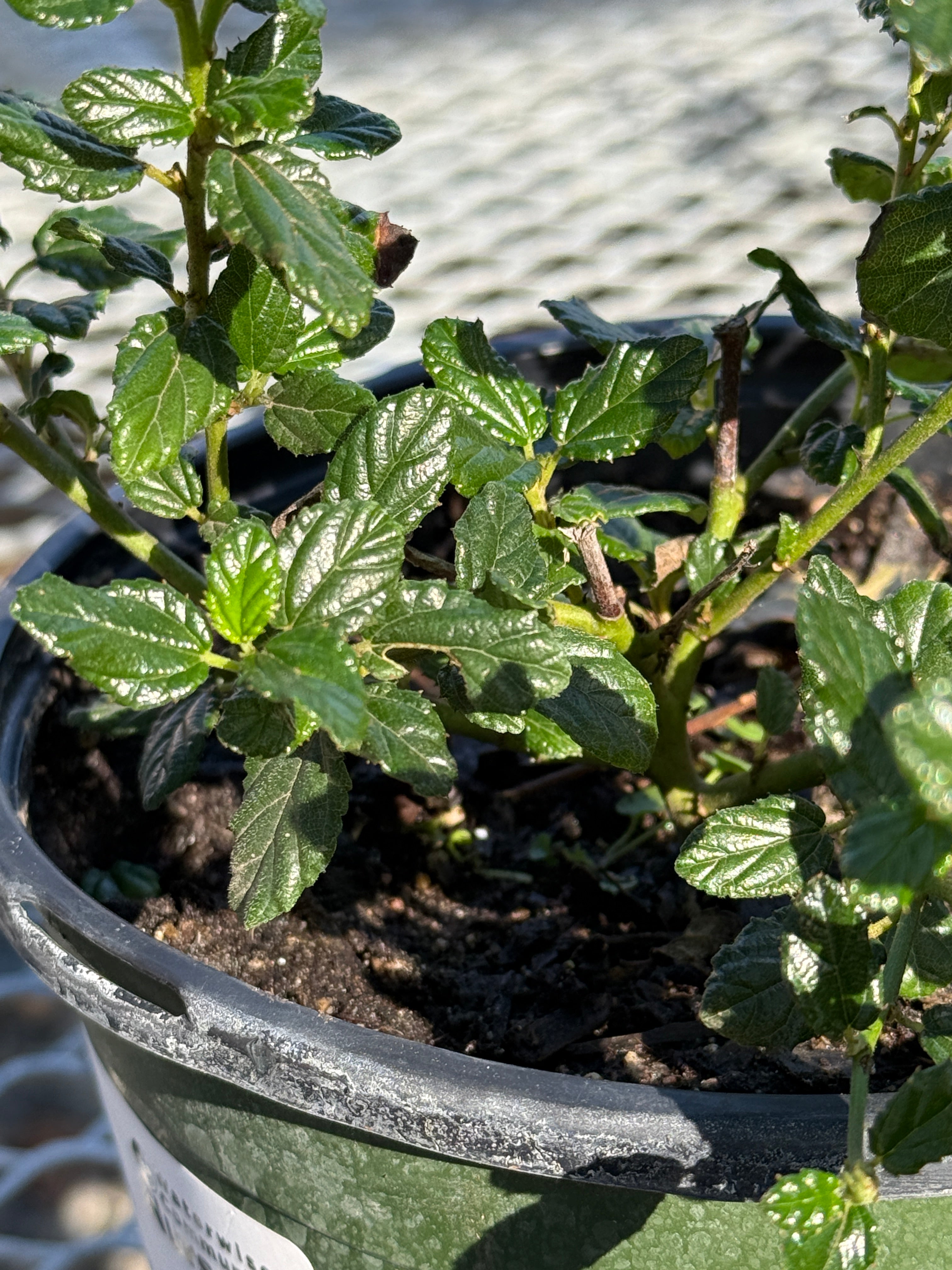 Potted plant with green leaves in a pot against a blurred background