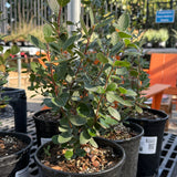 Potted plant with prominent leaf veins in a nursery setting with blurred background