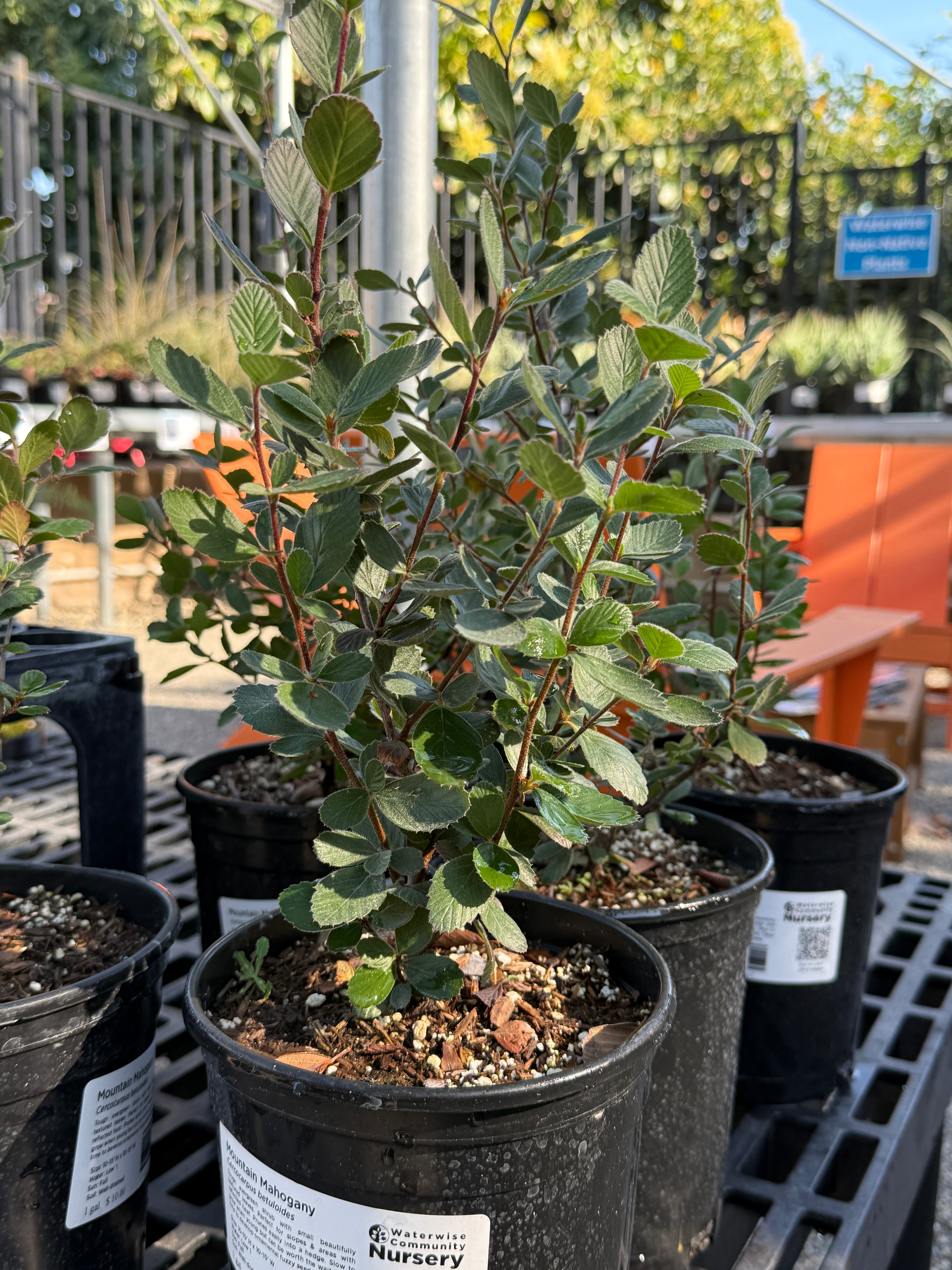 Potted plant with prominent leaf veins in a nursery setting with blurred background