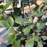 Close-up of green fuzzy leaves with deep veins with a blurred background