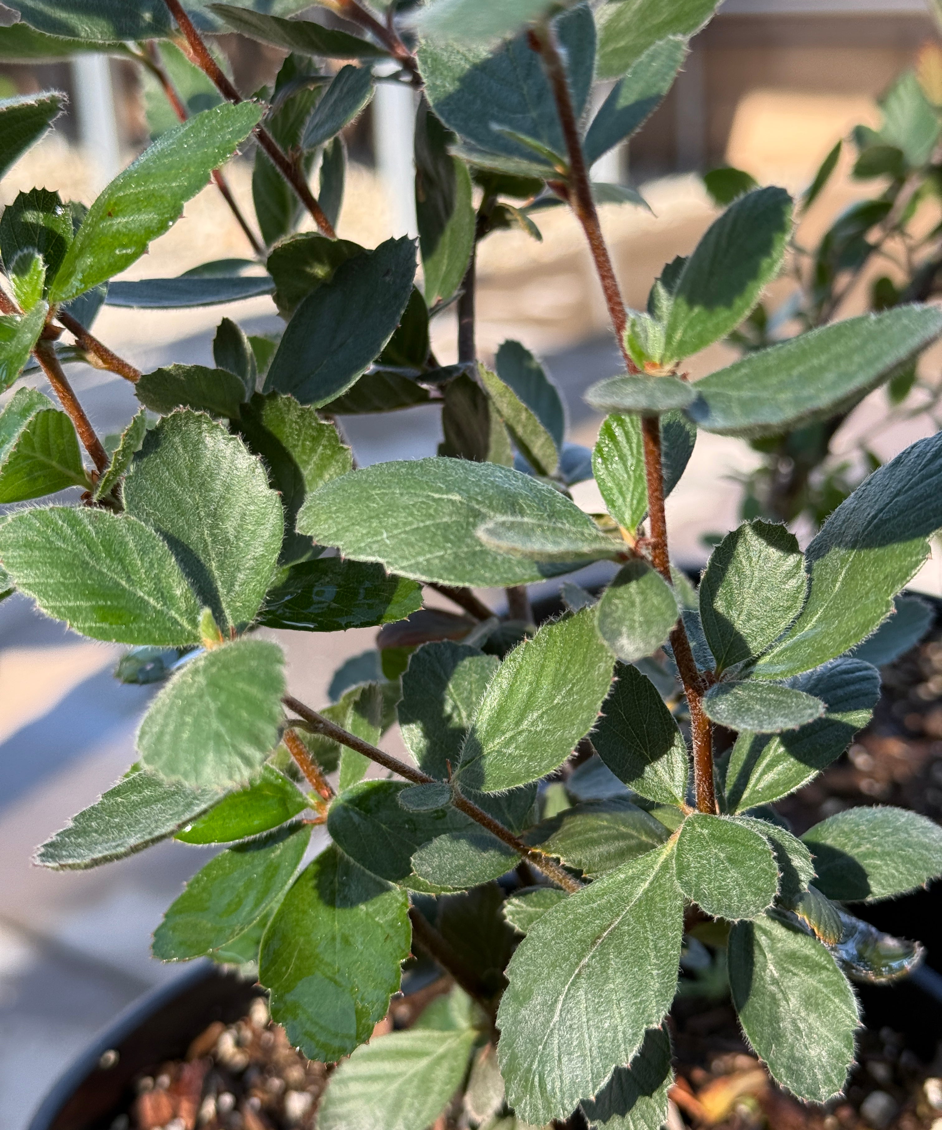 Close-up of green fuzzy leaves with deep veins with a blurred background