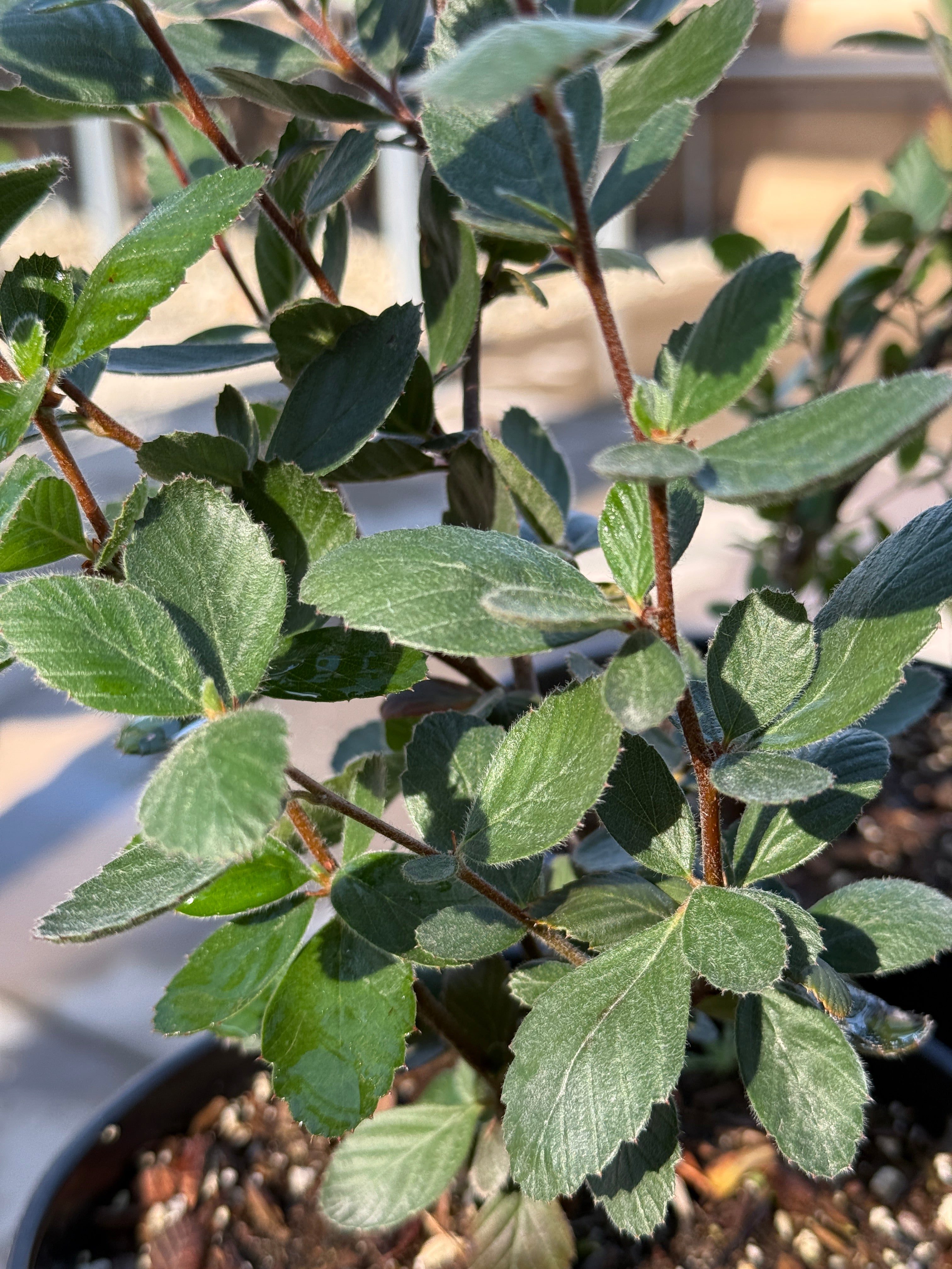 Close-up of green fuzzy leaves with deep veins with a blurred background