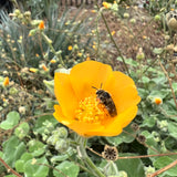 Indian Mallow - Abutilon palmeri