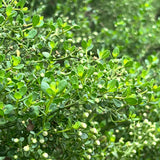 Pigeon Point Coyote Brush - Baccharis pilularis 'Pigeon Point'