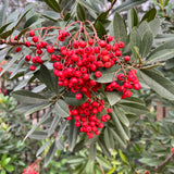 Toyon - Heteromeles arbutifolia