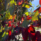 Roger's Red Grape - Vitis 'Roger's Red'