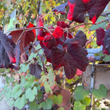 Roger's Red Grape - Vitis 'Roger's Red'