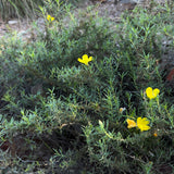 Sundrops - Calylophus drummondii (C. berlandieri)