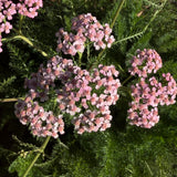 Island Pink Yarrow - Achillea millefolium 'Island Pink'