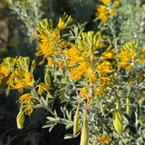 Bladderpod - Cleomella arborea