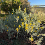 Bladderpod - Cleomella arborea