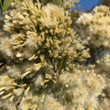 Pigeon Point Coyote Brush - Baccharis pilularis 'Pigeon Point'