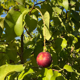 Catalina Cherry - Prunus ilicifolia ssp. lyonii