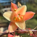 Red Yucca - Hesperaloe parviflora