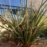 Red Yucca - Hesperaloe parviflora