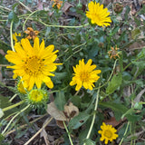 Gumplant - Grindelia stricta