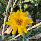 Gumplant - Grindelia stricta