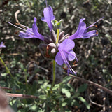 Allen Chickering Sage - Salvia 'Allen Chickering'