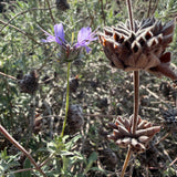 Allen Chickering Sage - Salvia 'Allen Chickering'