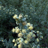 Pigeon Point Coyote Brush - Baccharis pilularis 'Pigeon Point'