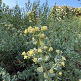 Pigeon Point Coyote Brush - Baccharis pilularis 'Pigeon Point'